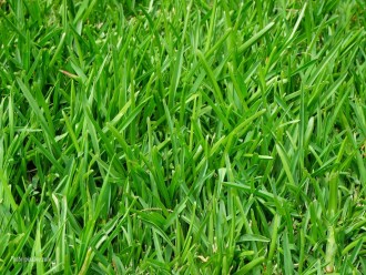 grass-375586_1280