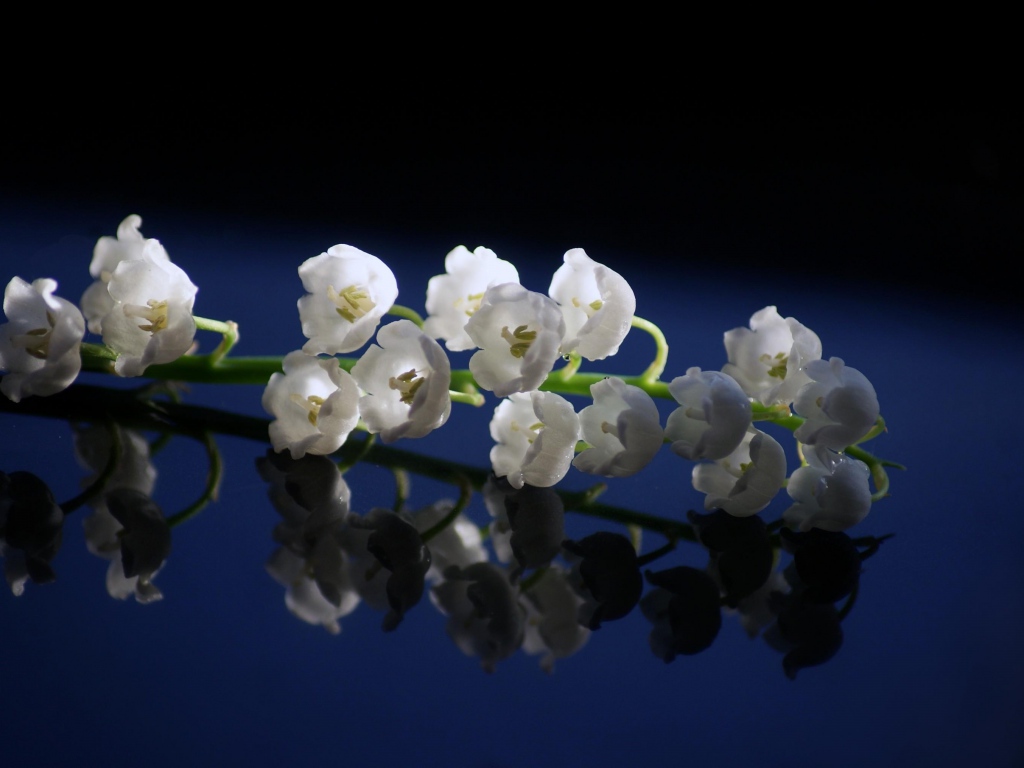 lily_of_the_valley_close_up_spring_surface_reflection_68950_1024x768